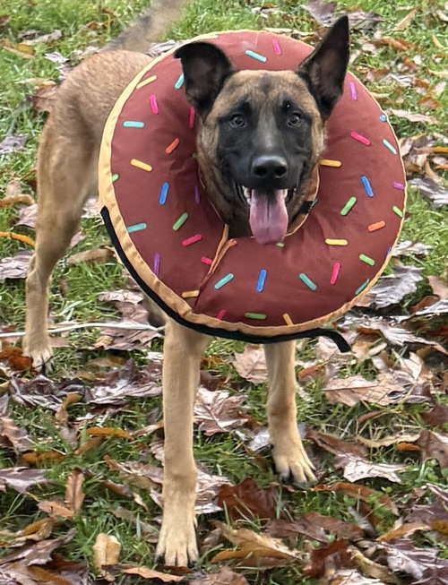 JAXSON - LOCATED IN GA - Belgian Shepherd Malinois available for adoption