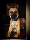 Loki - Located in NC - Photo 1