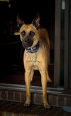 Loki - Located in NC - Photo 2