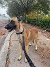 Loki - Located in NC - Photo 3