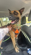 Loki - Located in NC - Photo 4