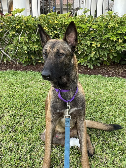 Axel - Formerly Baxter - Located in Florida