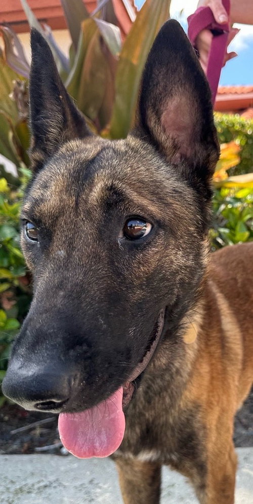 Axel - Formerly Baxter - Located in Florida