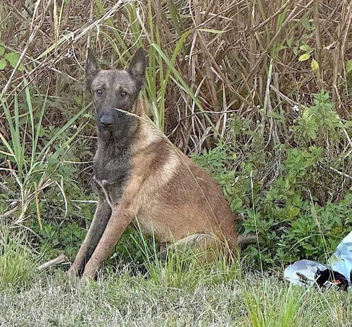 Axel - Formerly Baxter - Located in Florida