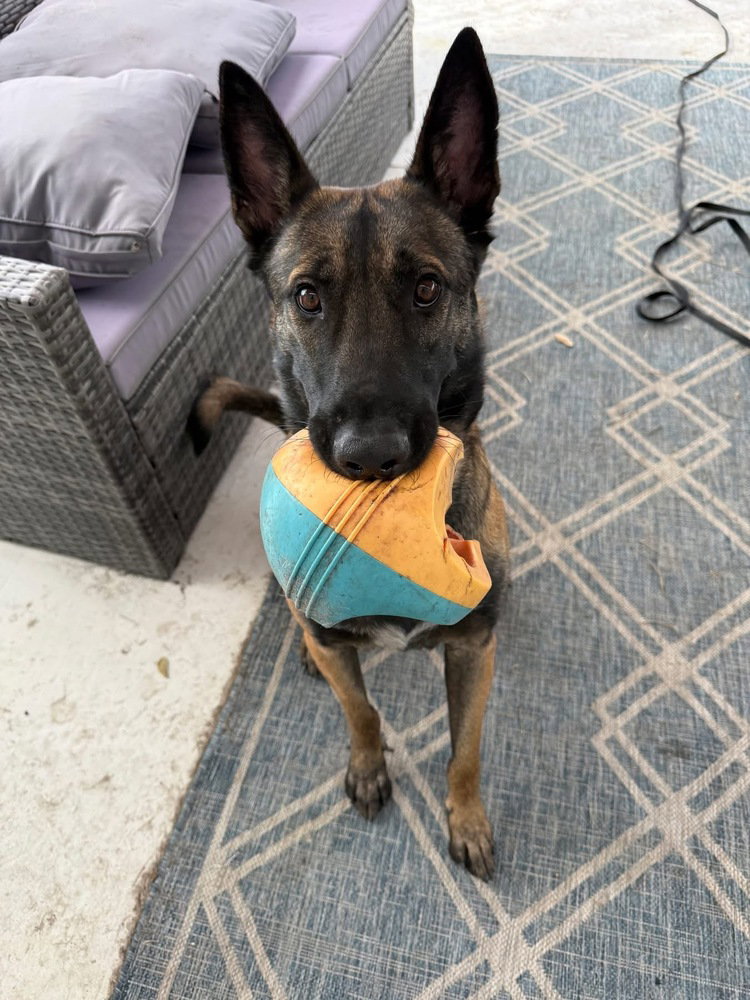 Axel - Formerly Baxter - Located in Florida Image