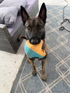 Axel - Formerly Baxter - Located in Florida - Photo 1