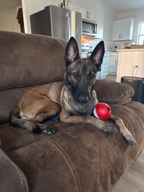 AXEL - FORMERLY BAXTER - LOCATED IN FLORIDA - Belgian Shepherd Malinois available for adoption