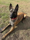 Axel - Formerly Baxter - Located in Florida - Photo 3