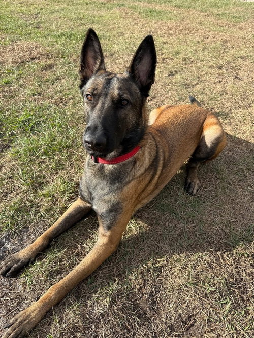 Axel - Formerly Baxter - Located in Florida — thumbnail 9