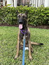 Axel - Formerly Baxter - Located in Florida - Photo 4