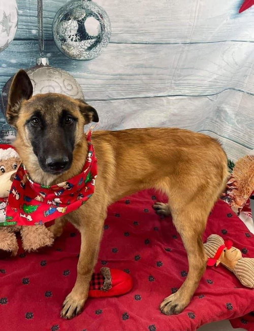 picture of the dog needing adoption