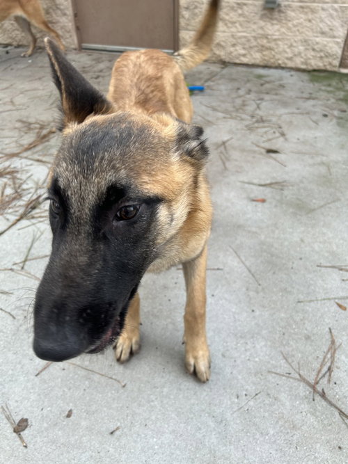 FOXY - LOCATED IN GEORGIA - Belgian Shepherd Malinois available for adoption