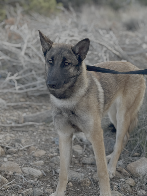 REIGN FKA SANDRA - LOCATED IN TX - Belgian Shepherd Malinois / German Shepherd Dog available for adoption