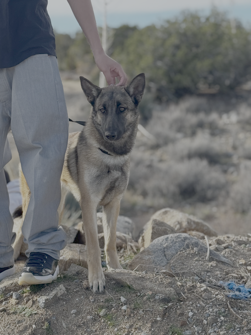 REIGN FKA SANDRA - LOCATED IN TX - Belgian Shepherd Malinois / German Shepherd Dog available for adoption