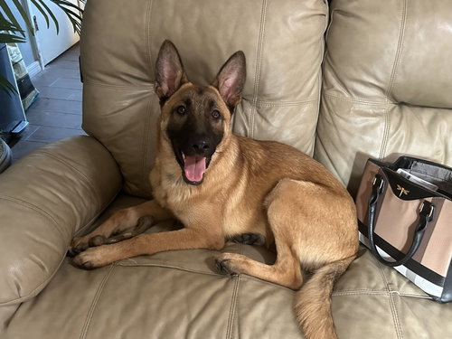 picture of the dog needing adoption