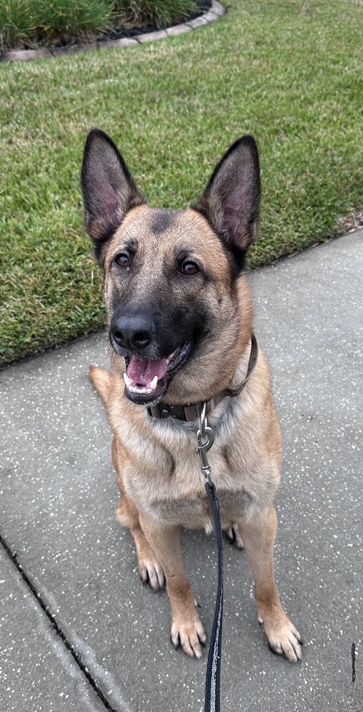 Koda - formerly Thunder - Located in Florida Image