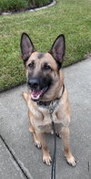 Koda - formerly Thunder - Located in Florida - Photo 1