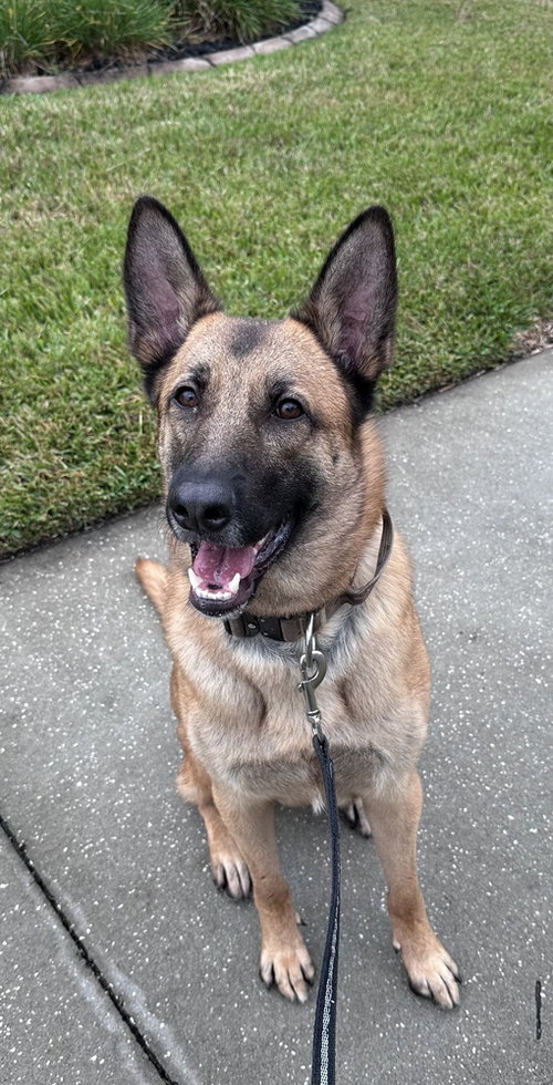 picture of the dog needing adoption