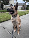 Koda - formerly Thunder - Located in Florida - Photo 2
