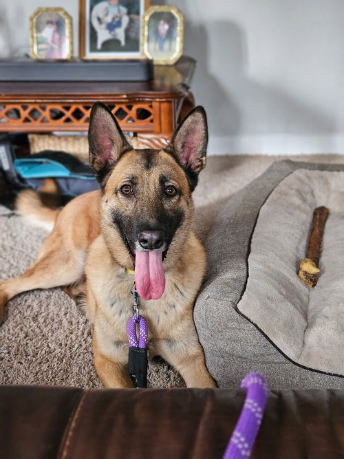 picture of the dog needing adoption