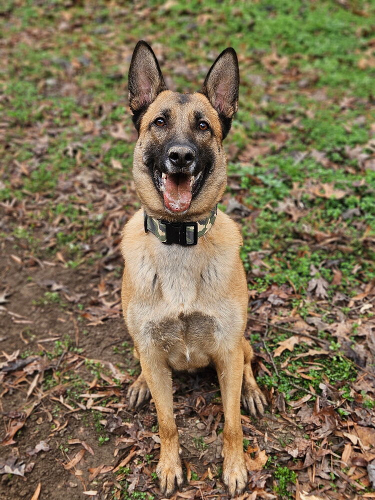 Shepherd