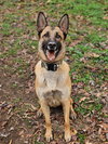 Koda - formerly Thunder - Located in Virginia - Photo 1
