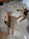 Koda - formerly Thunder - Located in Virginia - Photo 2