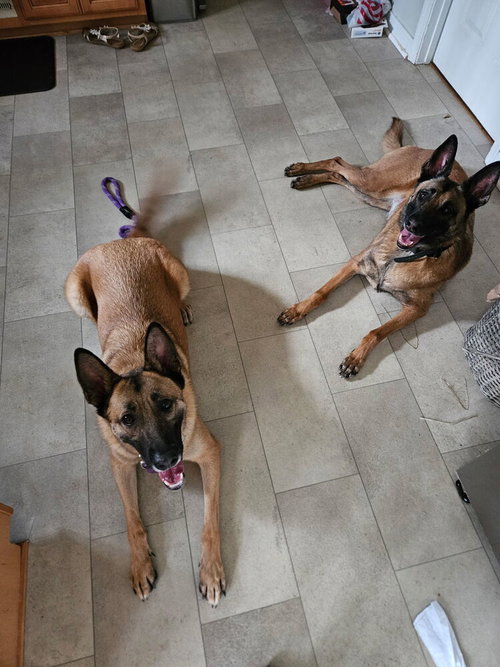 KODA - FORMERLY THUNDER - LOCATED IN VIRGINIA - Belgian Shepherd Malinois / German Shepherd Dog available for adoption