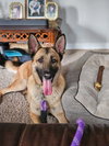 Koda - formerly Thunder - Located in Virginia - Photo 3