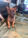 animaniacs litter Dot located in El Paso, TX - Photo 1