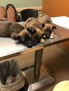 animaniacs litter Dot located in El Paso, TX - Photo 2