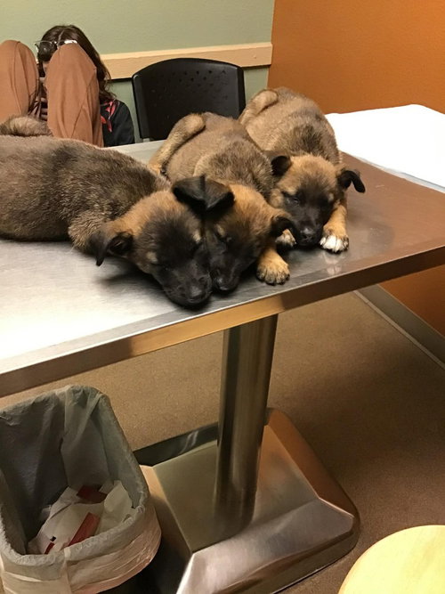 ANIMANIACS LITTER DOT LOCATED IN EL PASO, TX - Belgian Shepherd Malinois available for adoption