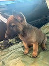 animaniacs litter Dot located in El Paso, TX - Photo 3