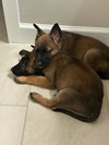 animaniacs litter Dot located in El Paso, TX - Photo 4