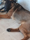 animaniacs litter Dot located in El Paso, TX - Photo 1