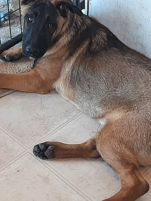 ANIMANIACS LITTER DOT LOCATED IN EL PASO, TX - Belgian Shepherd Malinois available for adoption