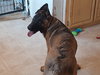 animaniacs litter Dot located in El Paso, TX - Photo 2