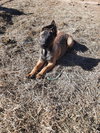 animaniacs litter Dot located in El Paso, TX - Photo 3