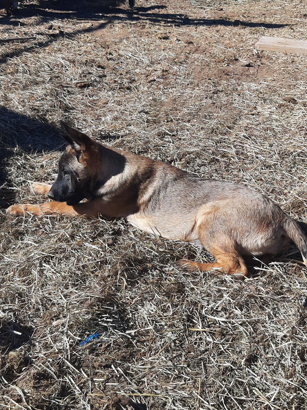 animaniacs litter Dot located in El Paso, TX