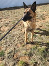 Roxanne located in New Mexico (aka Roxie) - Photo 2