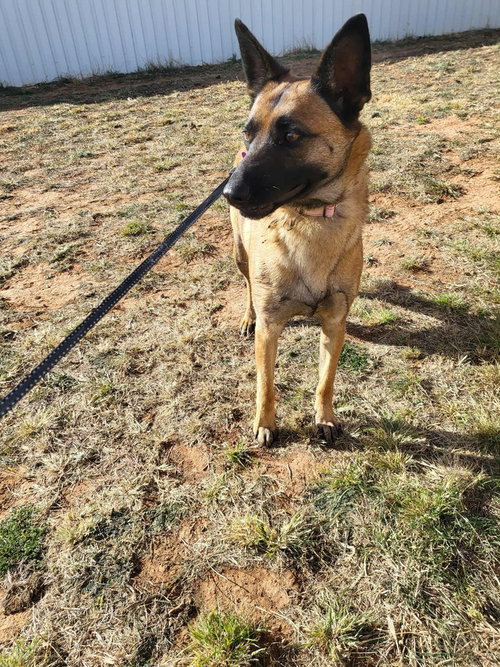 ROXANNE LOCATED IN NEW MEXICO (AKA ROXIE) - Belgian Shepherd Malinois available for adoption