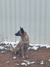 Roxanne located in New Mexico (aka Roxie) - Photo 3