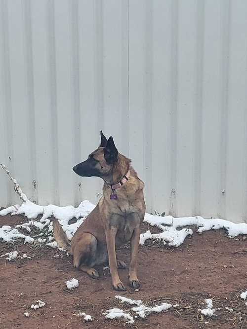 Photo 3 of Roxanne located in New Mexico (aka Roxie)