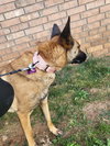 Roxanne located in New Mexico (aka Roxie) - Photo 4