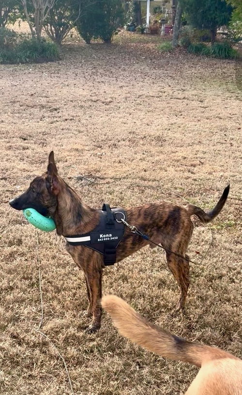 KYRRE - LOCATED IN SC - Dutch Shepherd available for adoption