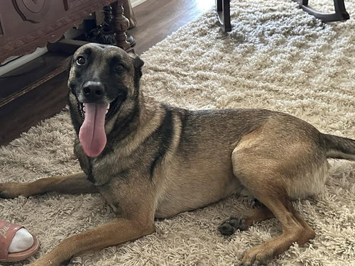 picture of the dog needing adoption