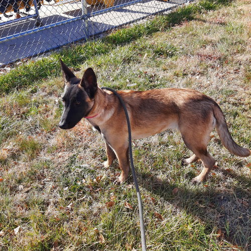 picture of the dog needing adoption