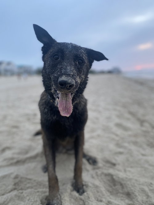 COBY - LOCATED IN MARYLAND - Belgian Shepherd Malinois available for adoption