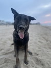 Coby - Located in Maryland - Photo 2