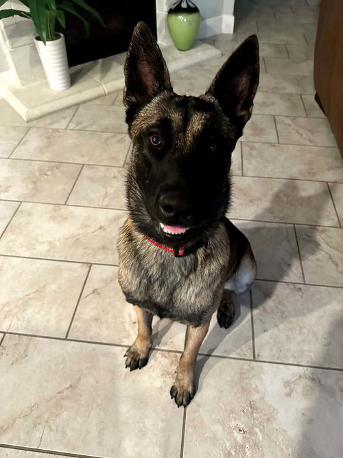 CHASE - LOCATED IN FL - Belgian Shepherd Malinois / German Shepherd Dog available for adoption